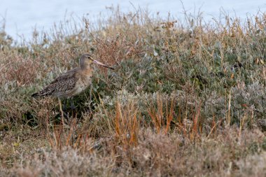 Kara kuyruklu ince bir Godwit Dublin Boğa Adası gel-git bataklığında solucanlar ve su böcekleriyle besleniyor..