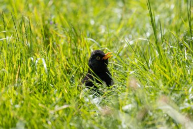Phoenix Park, Dublin 'de göze çarpan bir erkek Karatavuk fotoğrafı çekildi. Bu hepçil ardıç kuşu ormanlardaki, bahçelerdeki ve şehir parklarındaki solucanlar, böcekler ve meyvelerle beslenir.. 