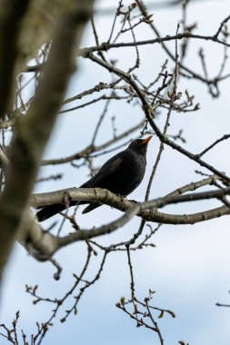 Phoenix Park, Dublin 'de göze çarpan bir erkek Karatavuk fotoğrafı çekildi. Bu hepçil ardıç kuşu ormanlardaki, bahçelerdeki ve şehir parklarındaki solucanlar, böcekler ve meyvelerle beslenir.. 