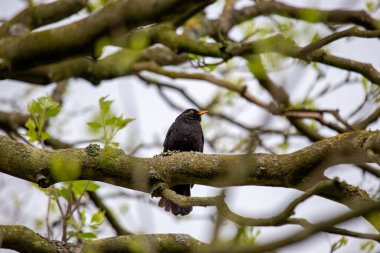 Phoenix Park, Dublin 'de göze çarpan bir erkek Karatavuk fotoğrafı çekildi. Bu hepçil ardıç kuşu ormanlardaki, bahçelerdeki ve şehir parklarındaki solucanlar, böcekler ve meyvelerle beslenir.. 