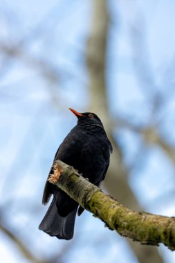 Phoenix Park, Dublin 'de göze çarpan bir erkek Karatavuk fotoğrafı çekildi. Bu hepçil ardıç kuşu ormanlardaki, bahçelerdeki ve şehir parklarındaki solucanlar, böcekler ve meyvelerle beslenir.. 