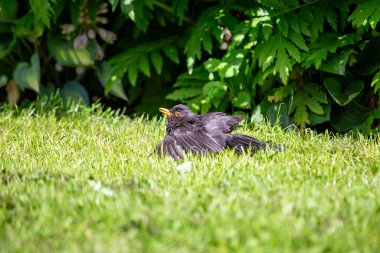 Phoenix Park, Dublin 'de göze çarpan bir erkek Karatavuk fotoğrafı çekildi. Bu hepçil ardıç kuşu ormanlardaki, bahçelerdeki ve şehir parklarındaki solucanlar, böcekler ve meyvelerle beslenir.. 