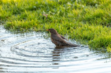 Phoenix Park, Dublin 'de göze çarpan bir erkek Karatavuk fotoğrafı çekildi. Bu hepçil ardıç kuşu ormanlardaki, bahçelerdeki ve şehir parklarındaki solucanlar, böcekler ve meyvelerle beslenir.. 