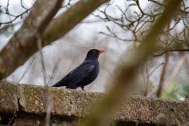 Phoenix Park, Dublin 'de göze çarpan bir erkek Karatavuk fotoğrafı çekildi. Bu hepçil ardıç kuşu ormanlardaki, bahçelerdeki ve şehir parklarındaki solucanlar, böcekler ve meyvelerle beslenir.. 