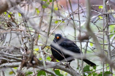 Phoenix Park, Dublin 'de göze çarpan bir erkek Karatavuk fotoğrafı çekildi. Bu hepçil ardıç kuşu ormanlardaki, bahçelerdeki ve şehir parklarındaki solucanlar, böcekler ve meyvelerle beslenir.. 