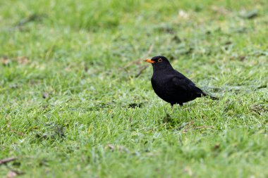 Phoenix Park, Dublin 'de göze çarpan bir erkek Karatavuk fotoğrafı çekildi. Bu hepçil ardıç kuşu ormanlardaki, bahçelerdeki ve şehir parklarındaki solucanlar, böcekler ve meyvelerle beslenir.. 