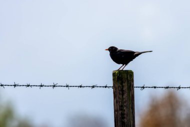 Phoenix Park, Dublin 'de göze çarpan bir erkek Karatavuk fotoğrafı çekildi. Bu hepçil ardıç kuşu ormanlardaki, bahçelerdeki ve şehir parklarındaki solucanlar, böcekler ve meyvelerle beslenir.. 