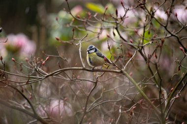 Eurasian Blue Tit (Cyanistes caeruleus) in PhoenixPark, Dublin