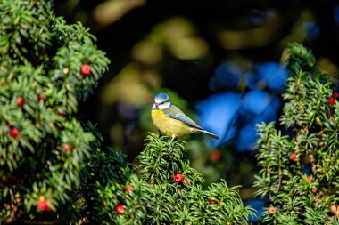 Eurasian Blue Tit (Cyanistes caeruleus) in PhoenixPark, Dublin