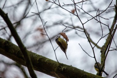 Eurasian Blue Tit (Cyanistes caeruleus) in PhoenixPark, Dublin