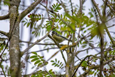 Eurasian Blue Tit (Cyanistes caeruleus) in PhoenixPark, Dublin
