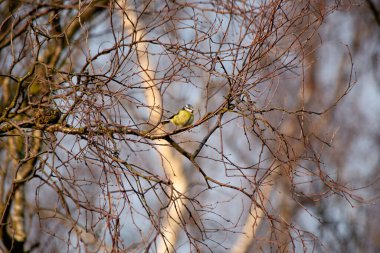 Eurasian Blue Tit (Cyanistes caeruleus) in PhoenixPark, Dublin