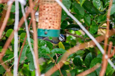 Eurasian Blue Tit (Cyanistes caeruleus) in PhoenixPark, Dublin