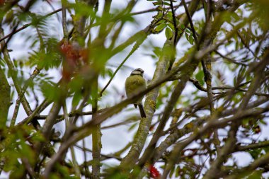 Eurasian Blue Tit (Cyanistes caeruleus) in PhoenixPark, Dublin
