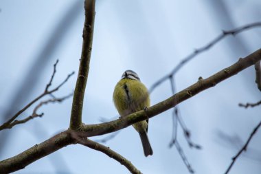 The blue tit is a small, colourful songbird that feeds on insects and seeds. This photo was taken in Phoenix Park, Dublin, where the species is commonly seen in trees and woodland edges.
