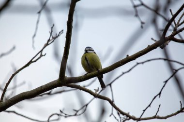 The blue tit is a small, colourful songbird that feeds on insects and seeds. This photo was taken in Phoenix Park, Dublin, where the species is commonly seen in trees and woodland edges.
