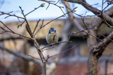The blue tit is a small, colourful songbird that feeds on insects and seeds. This photo was taken in Phoenix Park, Dublin, where the species is commonly seen in trees and woodland edges.