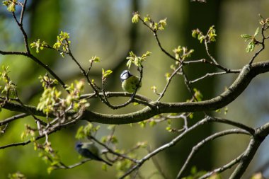 The blue tit is a small, colourful songbird that feeds on insects and seeds. This photo was taken in Phoenix Park, Dublin, where the species is commonly seen in trees and woodland edges.