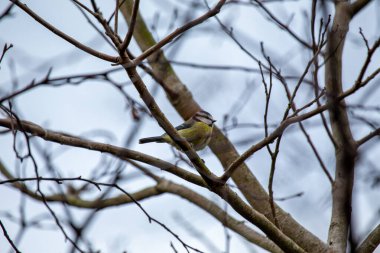 The blue tit is a small, colourful songbird that feeds on insects and seeds. This photo was taken in Phoenix Park, Dublin, where the species is commonly seen in trees and woodland edges.