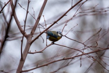 The blue tit is a small, colourful songbird that feeds on insects and seeds. This photo was taken in Phoenix Park, Dublin, where the species is commonly seen in trees and woodland edges.