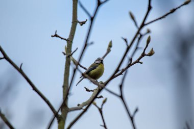 The blue tit is a small, colourful songbird that feeds on insects and seeds. This photo was taken in Phoenix Park, Dublin, where the species is commonly seen in trees and woodland edges.