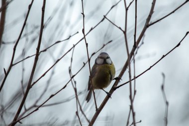 The blue tit is a small, colourful songbird that feeds on insects and seeds. This photo was taken in Phoenix Park, Dublin, where the species is commonly seen in trees and woodland edges.