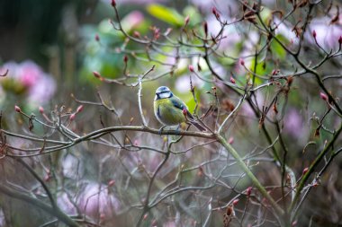 The blue tit is a small, colourful songbird that feeds on insects and seeds. This photo was taken in Phoenix Park, Dublin, where the species is commonly seen in trees and woodland edges.
