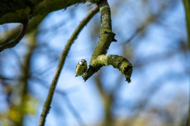 The blue tit is a small, colourful songbird that feeds on insects and seeds. This photo was taken in Phoenix Park, Dublin, where the species is commonly seen in trees and woodland edges.