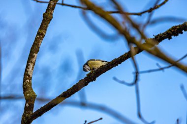 The blue tit is a small, colourful songbird that feeds on insects and seeds. This photo was taken in Phoenix Park, Dublin, where the species is commonly seen in trees and woodland edges.