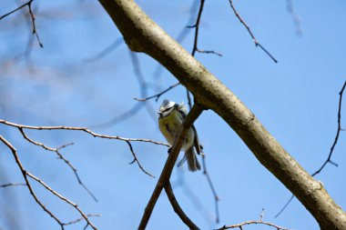 The blue tit is a small, colourful songbird that feeds on insects and seeds. This photo was taken in Phoenix Park, Dublin, where the species is commonly seen in trees and woodland edges.