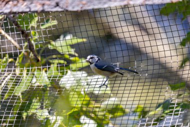 The blue tit is a small, colourful songbird that feeds on insects and seeds. This photo was taken in Phoenix Park, Dublin, where the species is commonly seen in trees and woodland edges.