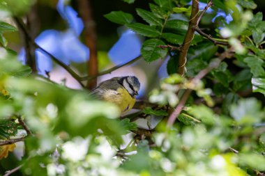 The blue tit is a small, colourful songbird that feeds on insects and seeds. This photo was taken in Phoenix Park, Dublin, where the species is commonly seen in trees and woodland edges.