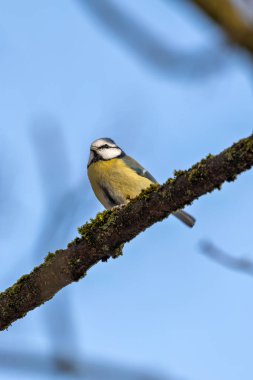The blue tit is a small, colourful songbird that feeds on insects and seeds. This photo was taken in Phoenix Park, Dublin, where the species is commonly seen in trees and woodland edges.