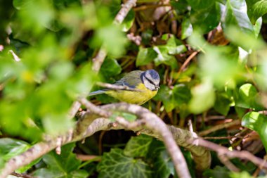 The blue tit is a small, colourful songbird that feeds on insects and seeds. This photo was taken in Phoenix Park, Dublin, where the species is commonly seen in trees and woodland edges.