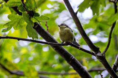 The blue tit is a small, colourful songbird that feeds on insects and seeds. This photo was taken in Phoenix Park, Dublin, where the species is commonly seen in trees and woodland edges.