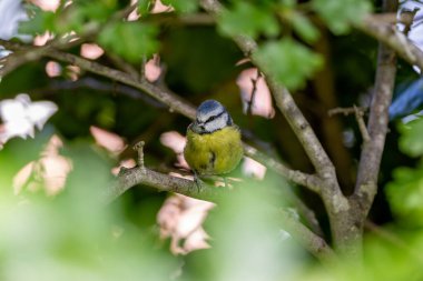 The blue tit is a small, colourful songbird that feeds on insects and seeds. This photo was taken in Phoenix Park, Dublin, where the species is commonly seen in trees and woodland edges.