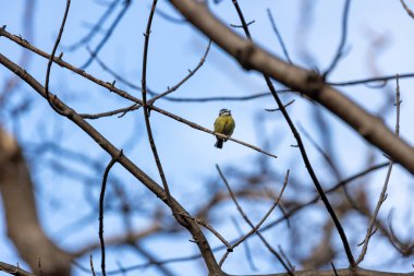 The blue tit is a small, colourful songbird that feeds on insects and seeds. This photo was taken in Phoenix Park, Dublin, where the species is commonly seen in trees and woodland edges.