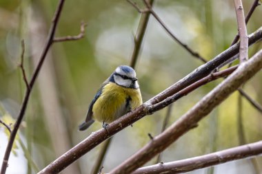 The blue tit is a small, colourful songbird that feeds on insects and seeds. This photo was taken in Phoenix Park, Dublin, where the species is commonly seen in trees and woodland edges.