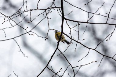 The blue tit is a small, colourful songbird that feeds on insects and seeds. This photo was taken in Phoenix Park, Dublin, where the species is commonly seen in trees and woodland edges.