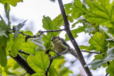 The blue tit is a small, colourful songbird that feeds on insects and seeds. This photo was taken in Phoenix Park, Dublin, where the species is commonly seen in trees and woodland edges.