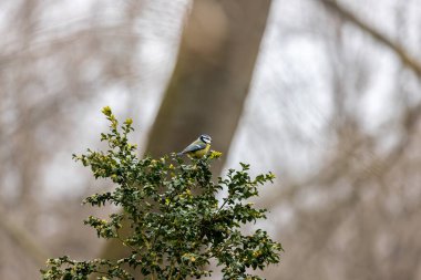 The blue tit is a small, colourful songbird that feeds on insects and seeds. This photo was taken in Phoenix Park, Dublin, where the species is commonly seen in trees and woodland edges.