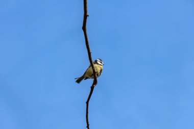 The blue tit is a small, colourful songbird that feeds on insects and seeds. This photo was taken in Phoenix Park, Dublin, where the species is commonly seen in trees and woodland edges.