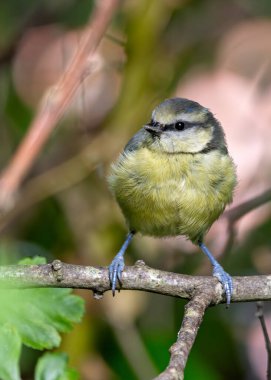The blue tit is a small, colourful songbird that feeds on insects and seeds. This photo was taken in Phoenix Park, Dublin, where the species is commonly seen in trees and woodland edges.