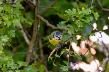 The blue tit is a small, colourful songbird that feeds on insects and seeds. This photo was taken in Phoenix Park, Dublin, where the species is commonly seen in trees and woodland edges.