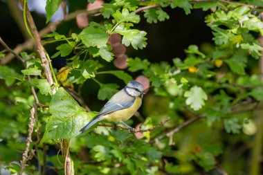 The blue tit is a small, colourful songbird that feeds on insects and seeds. This photo was taken in Phoenix Park, Dublin, where the species is commonly seen in trees and woodland edges.