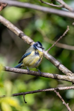 The blue tit is a small, colourful songbird that feeds on insects and seeds. This photo was taken in Phoenix Park, Dublin, where the species is commonly seen in trees and woodland edges.
