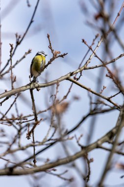 The blue tit is a small, colourful songbird that feeds on insects and seeds. This photo was taken in Phoenix Park, Dublin, where the species is commonly seen in trees and woodland edges.