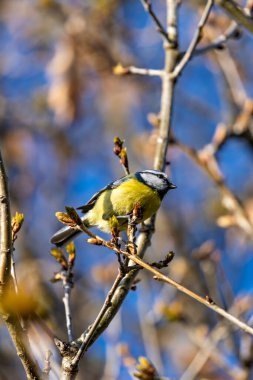 The blue tit is a small, colourful songbird that feeds on insects and seeds. This photo was taken in Phoenix Park, Dublin, where the species is commonly seen in trees and woodland edges.