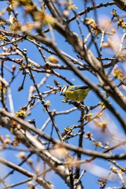 The blue tit is a small, colourful songbird that feeds on insects and seeds. This photo was taken in Phoenix Park, Dublin, where the species is commonly seen in trees and woodland edges.