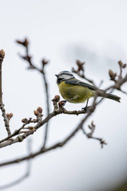 The blue tit is a small, colourful songbird that feeds on insects and seeds. This photo was taken in Phoenix Park, Dublin, where the species is commonly seen in trees and woodland edges.